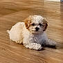 puppy, dog, curly_fur, indoor, wooden_floor, cute, pet, animal, small_dog, lying_down, fluffy, brown_and_white, floor, domestic_animal, companion, young_dog, adorable, laying, fur, canine