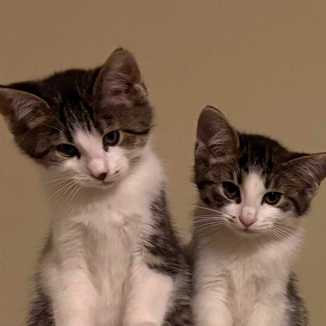 Penelope And Matilda joined the competition — help win amazing prizes! animal, cat, companions, curious, cute, domestic, ears, eyes, feline, fur, indoor, kitten, pets, portrait, sitting, tabby, two, whiskers, white, young