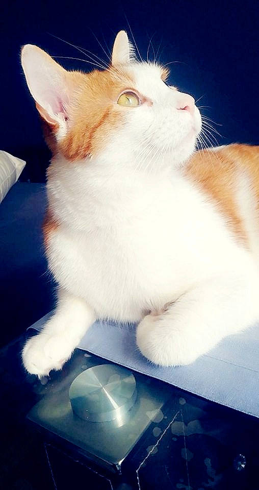 Oasis a rejoint le concours — aidez-le/la à gagner de superbes lots ! aegean_cat, burmilla, carnivore, cat, colorpoint_shorthair, ear, eye, fawn, felidae, fur, kitten, mammal, skin, sky, small_to_medium_sized_cats, tail, turkish_angora, turkish_van, whiskers