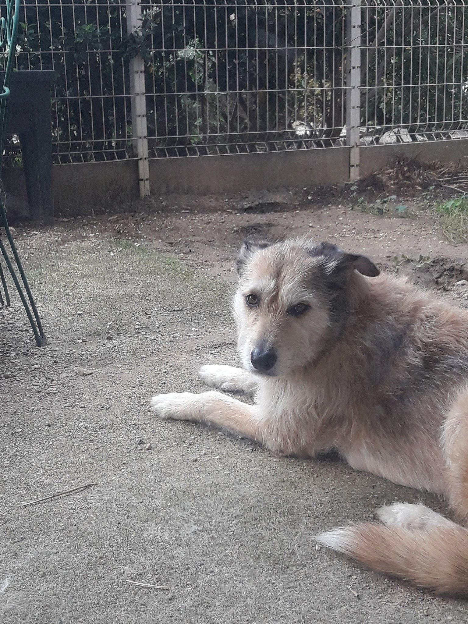 Halinka a rejoint le concours — aidez-le/la à gagner de superbes lots ! canidae, carnivore, czechoslovakian_wolfdog, dog, dog_breed, greenland_dog, mammal, native_american_indian_dog, saarloos_wolfdog, siberian_husky, vertebrate, wolfdog