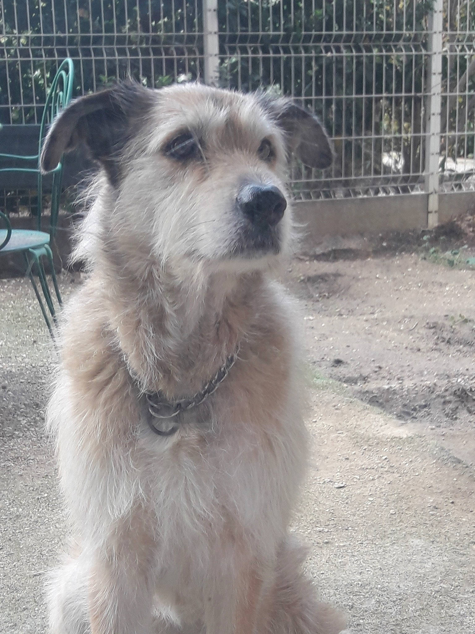 Halinka participe au concours pour gagner de l'argent avec cette photo : basque_shepherd_dog, canidae, carnivore, companion_dog, dog, dog_breed, irish_wolfhound, mammal, rare_breed_dog, sporting_group, street_dog, vertebrate