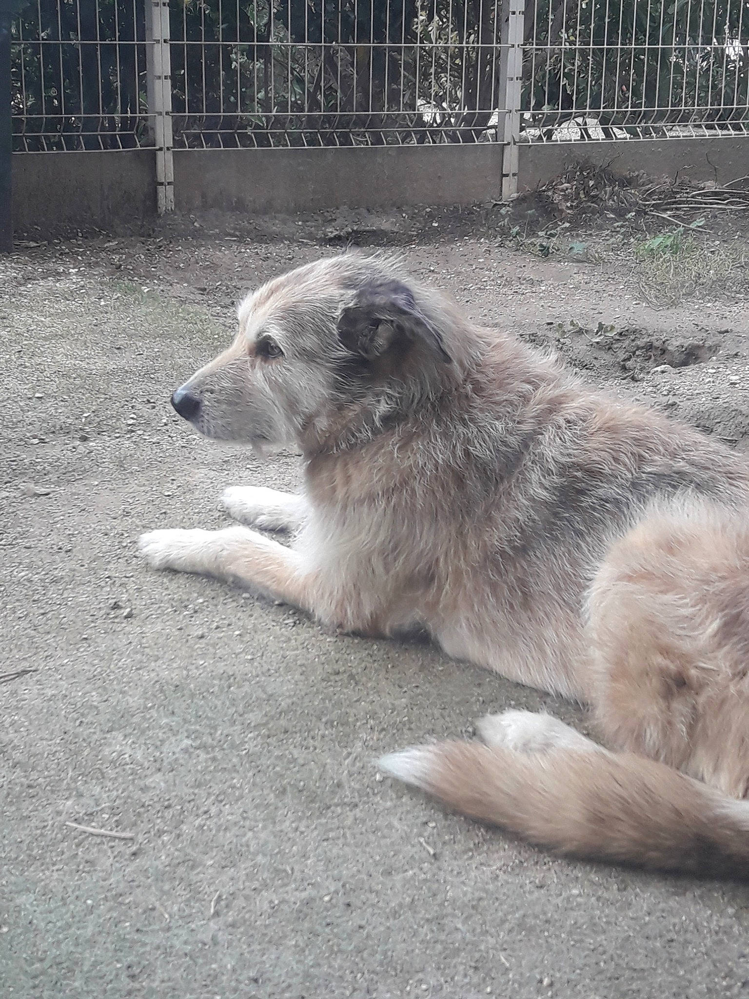 Halinka participe au concours pour gagner de l'argent avec cette photo : canidae, carnivore, carpathian_shepherd_dog, dog, dog_breed, fawn, mammal, snout, street_dog, vertebrate, zoo