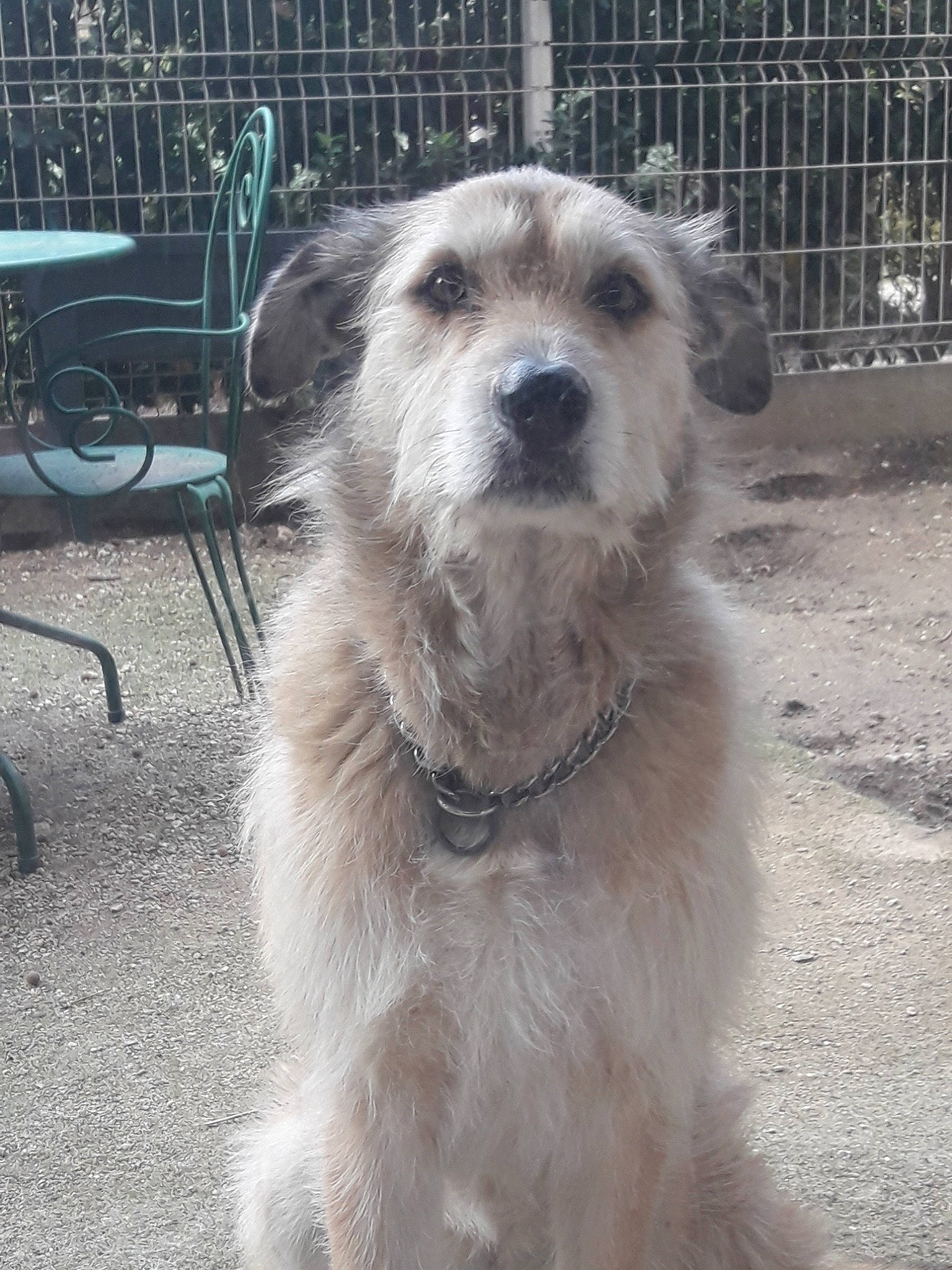 Halinka participe au concours pour gagner de l'argent avec cette photo : canidae, carnivore, companion_dog, dog, dog_breed, irish_wolfhound, mammal, rare_breed_dog, sporting_group, street_dog, vertebrate