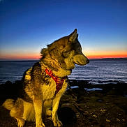 Tyna a rejoint le concours — aidez-le/la à gagner de superbes lots ! animal, canine, dog, evening, harness, husky, landscape, leash, nature, ocean, outdoor, pet, quiet, rocks, scenic, sitting, sky, sunset, twilight, water