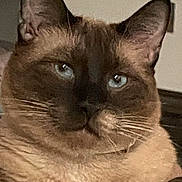 Kichi is registered to the contest to win money with this photo: animal, blue_eyes, brown_fur, cat, close_up, cute, domestic_animal, face, feline, fur, indoor, looking, mammal, paws, pet, resting, siamese_cat, soft_surface, star_pattern, whiskers