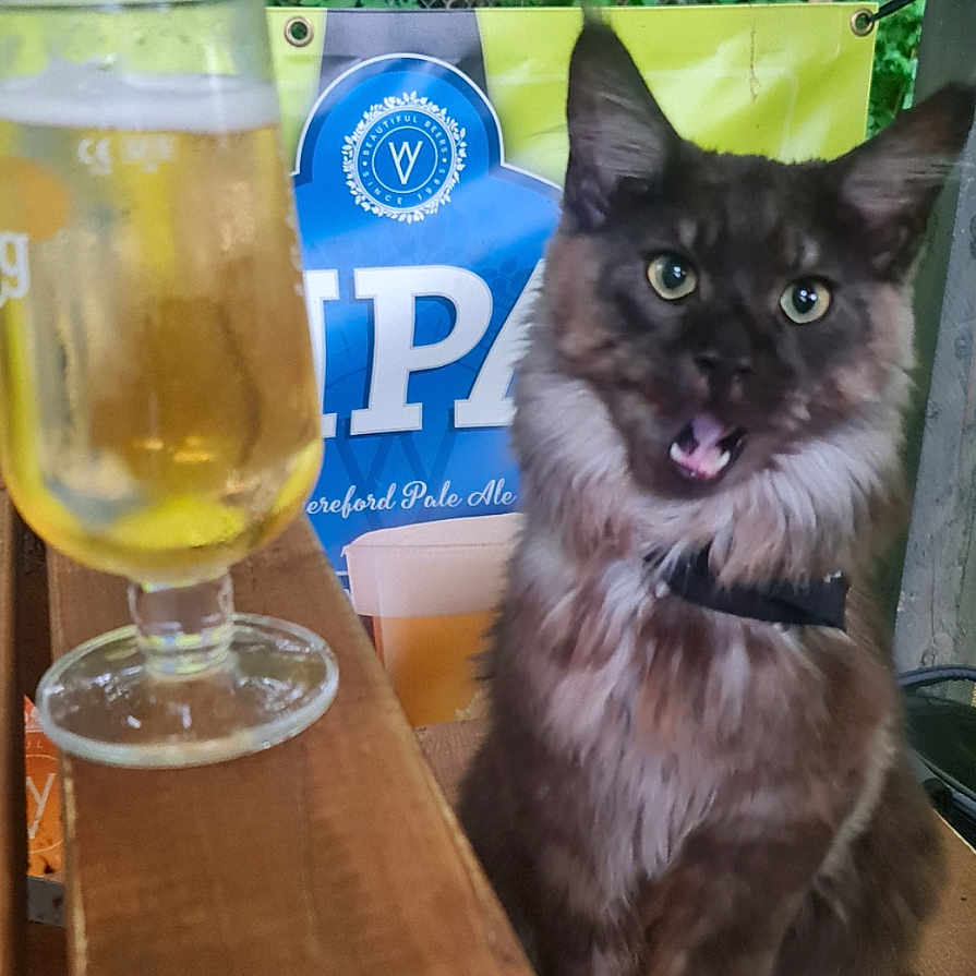Beerus is registered to the contest to win money with this photo: alcohol, animal, beer, beerglass, beverage, cat, cup, diningtable, furniture, glass, goblet, hardwood, lager, liquor, pet, plant, plywood, table, tree, wood