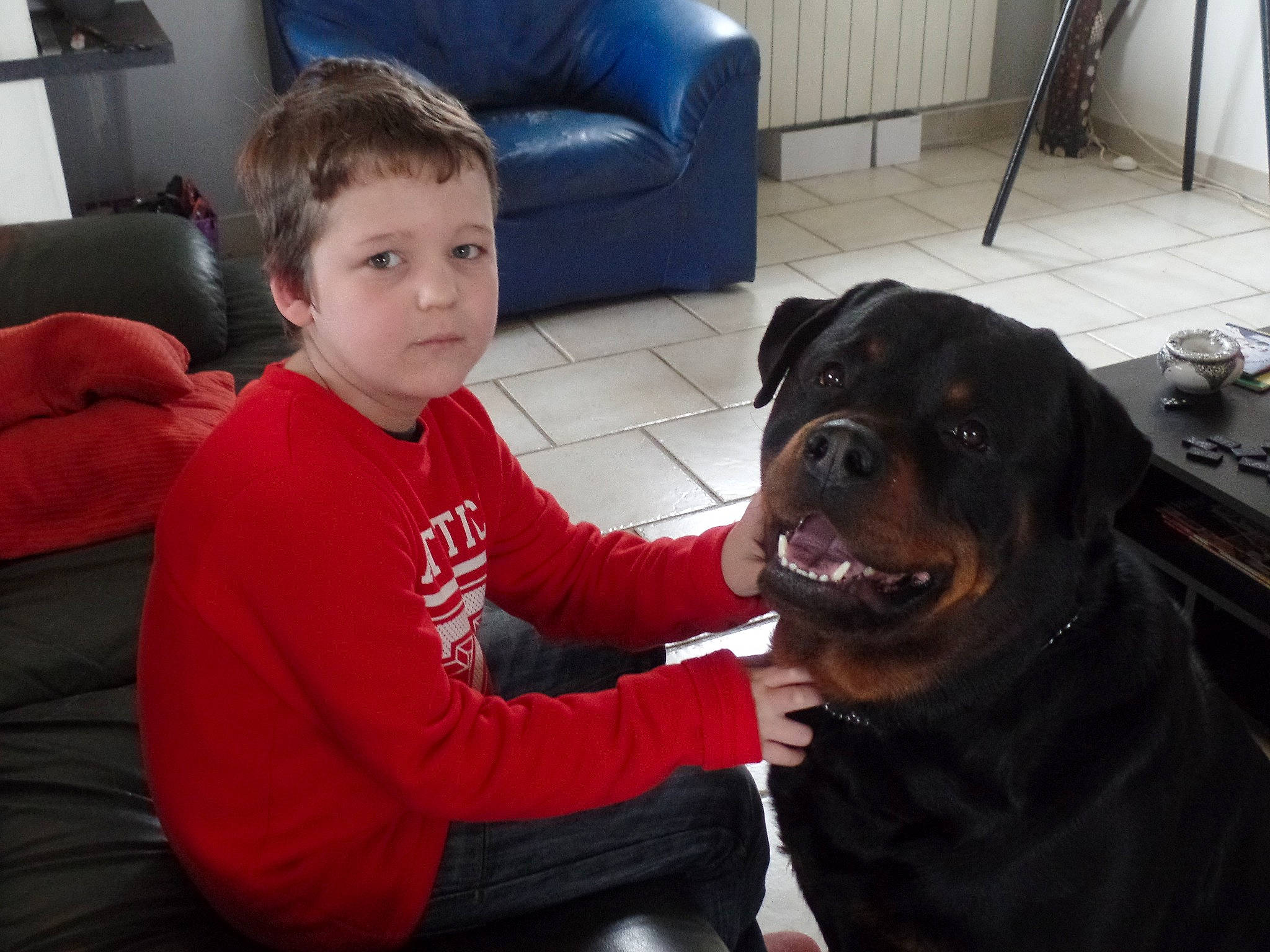 Laïko a rejoint le concours — aidez-le/la à gagner de superbes lots ! canidae, carnivore, companion_dog, dog, dog_breed, guard_dog, mammal, molosser, puppy_love, rottweiler, sporting_group, vertebrate, working_dog