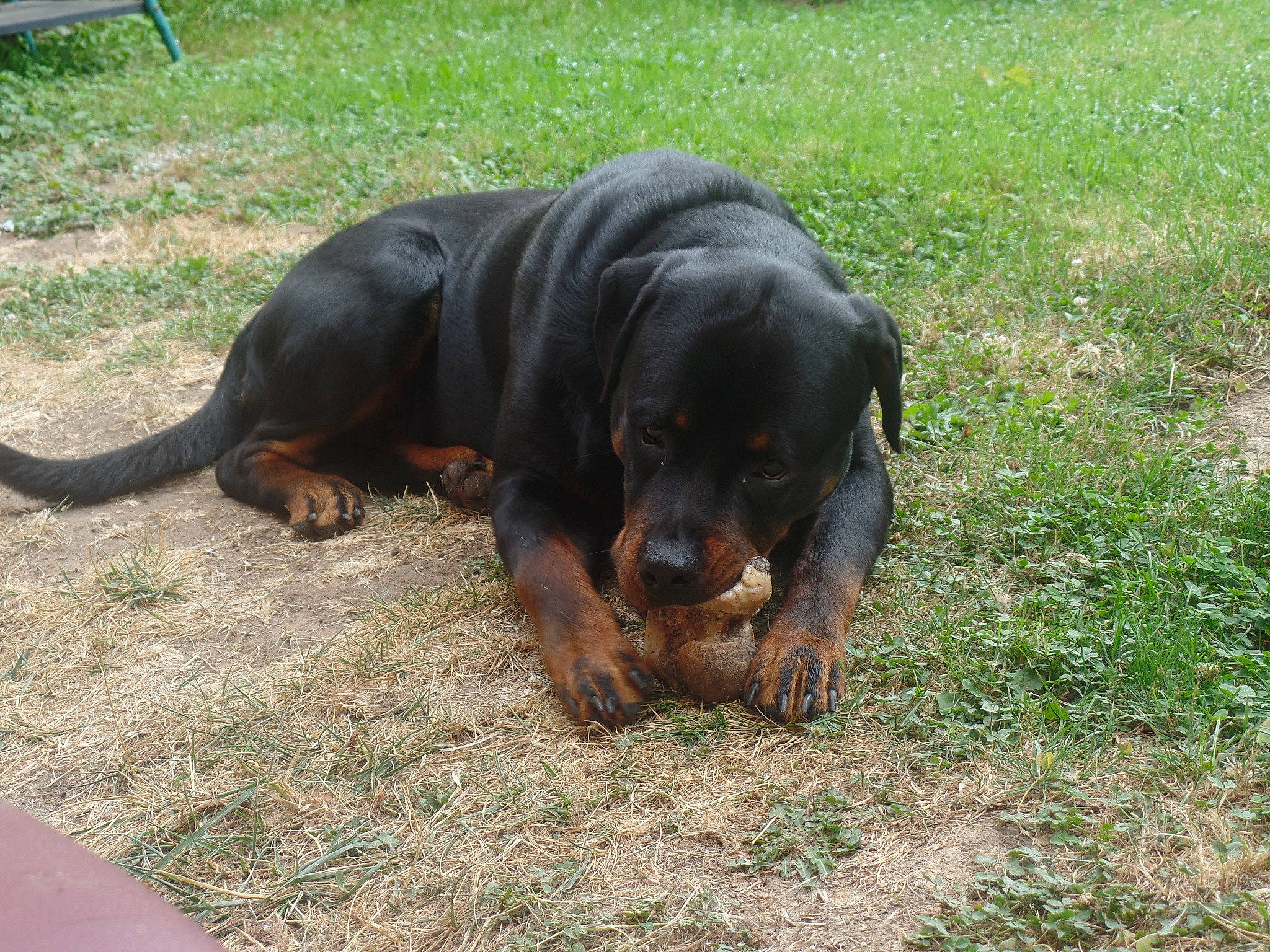 Laïko participe au concours pour gagner de l'argent avec cette photo : alpine_dachsbracke, austrian_black_and_tan_hound, canidae, carnivore, companion_dog, dog, dog_breed, hunting_dog, lithuanian_hound, mammal, montenegrin_mountain_hound, polish_hunting_dog, rare_breed_dog, snout, sporting_group, vertebrate