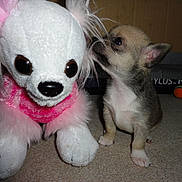 Wendy Crowther is registered to the contest to win money with this photo: animal, ball, bulldog, canine, chihuahua, clothing, cockerspaniel, costume, dog, person, pet, plush, puppy, snout, sport, tennis, tennisball, terrier, toy, whitedog