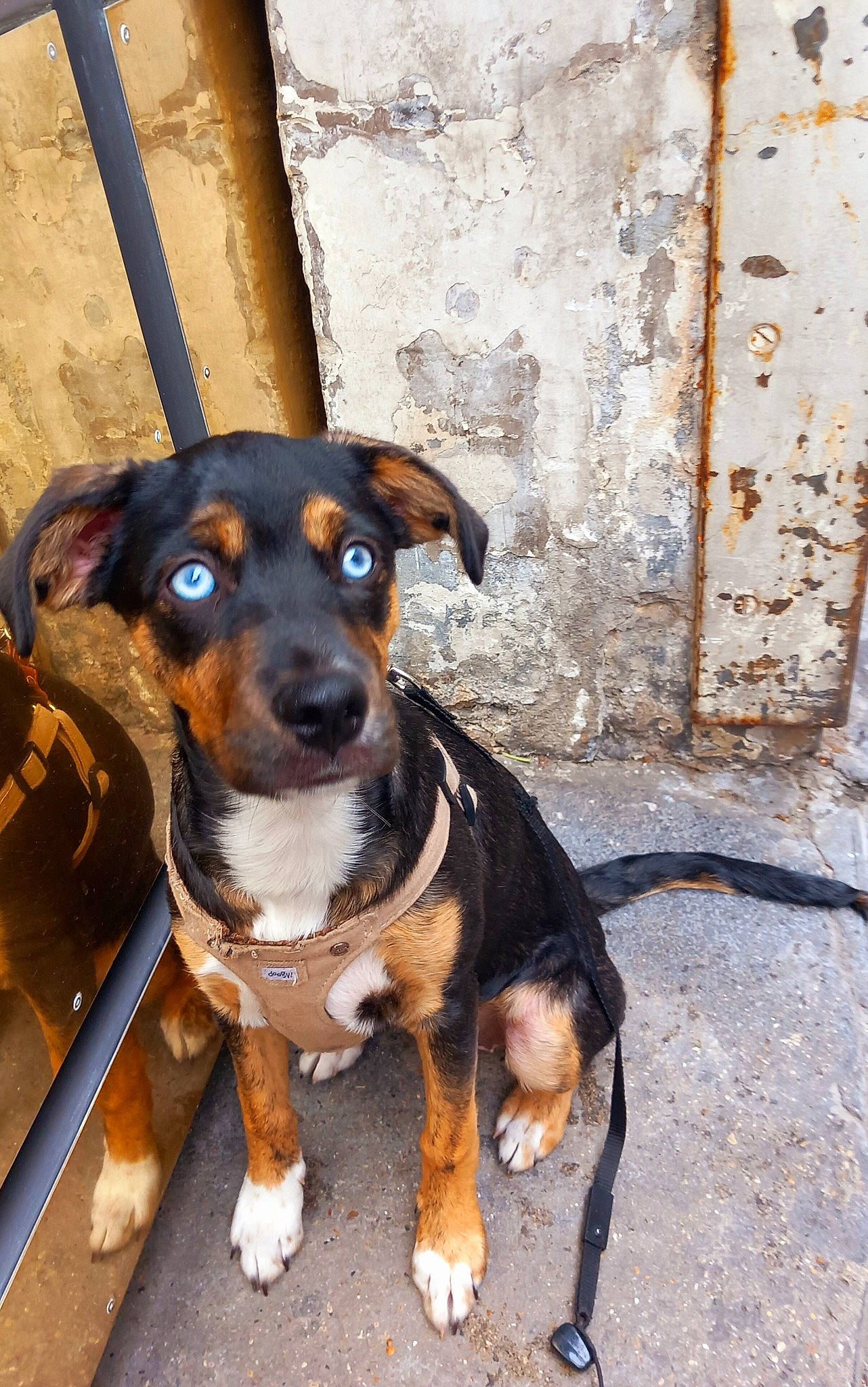 Mia participe au concours pour gagner de l'argent avec cette photo : carnivore, companion_dog, dog, dog_breed, hunting_dog, snout, sporting_group, working_animal, working_dog