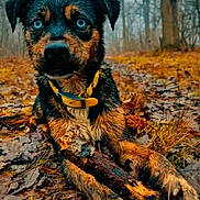 Miya participe au concours pour gagner de l'argent avec cette photo : animal, autumn, blue_eyes, canine, closeup, dog, forest, fur, ground, leaves, muddy, nature, outdoor, paw, pet, playful, stick, tree, wet, yellow_collar