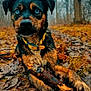animal, autumn, blue_eyes, canine, closeup, dog, forest, fur, ground, leaves, muddy, nature, outdoor, paw, pet, playful, stick, tree, wet, yellow_collar