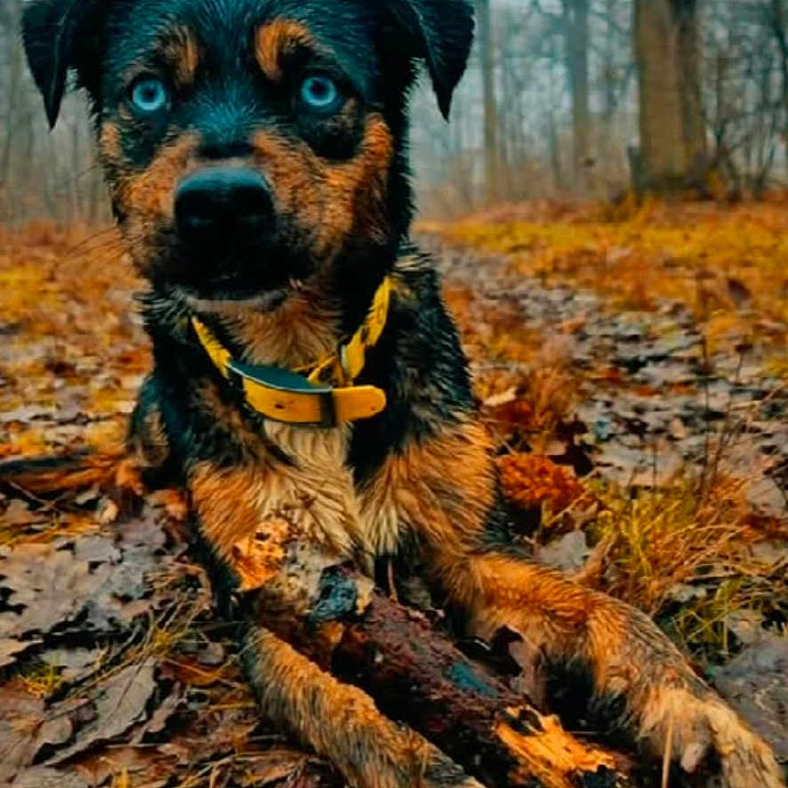 Miya participe au concours pour gagner de l'argent avec cette photo : animal, autumn, blue_eyes, canine, closeup, dog, forest, fur, ground, leaves, muddy, nature, outdoor, paw, pet, playful, stick, tree, wet, yellow_collar