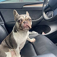 Roxy joined the competition — help win amazing prizes! animal, canine, car_interior, companion, curious, dashboard, daylight, dog, domestic_animal, french_bulldog, indoor, leather_seat, looking, pet, seat, side_door, sitting, steering_wheel, vehicle, window