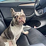 animal, canine, car_interior, companion, curious, dashboard, daylight, dog, domestic_animal, french_bulldog, indoor, leather_seat, looking, pet, seat, side_door, sitting, steering_wheel, vehicle, window