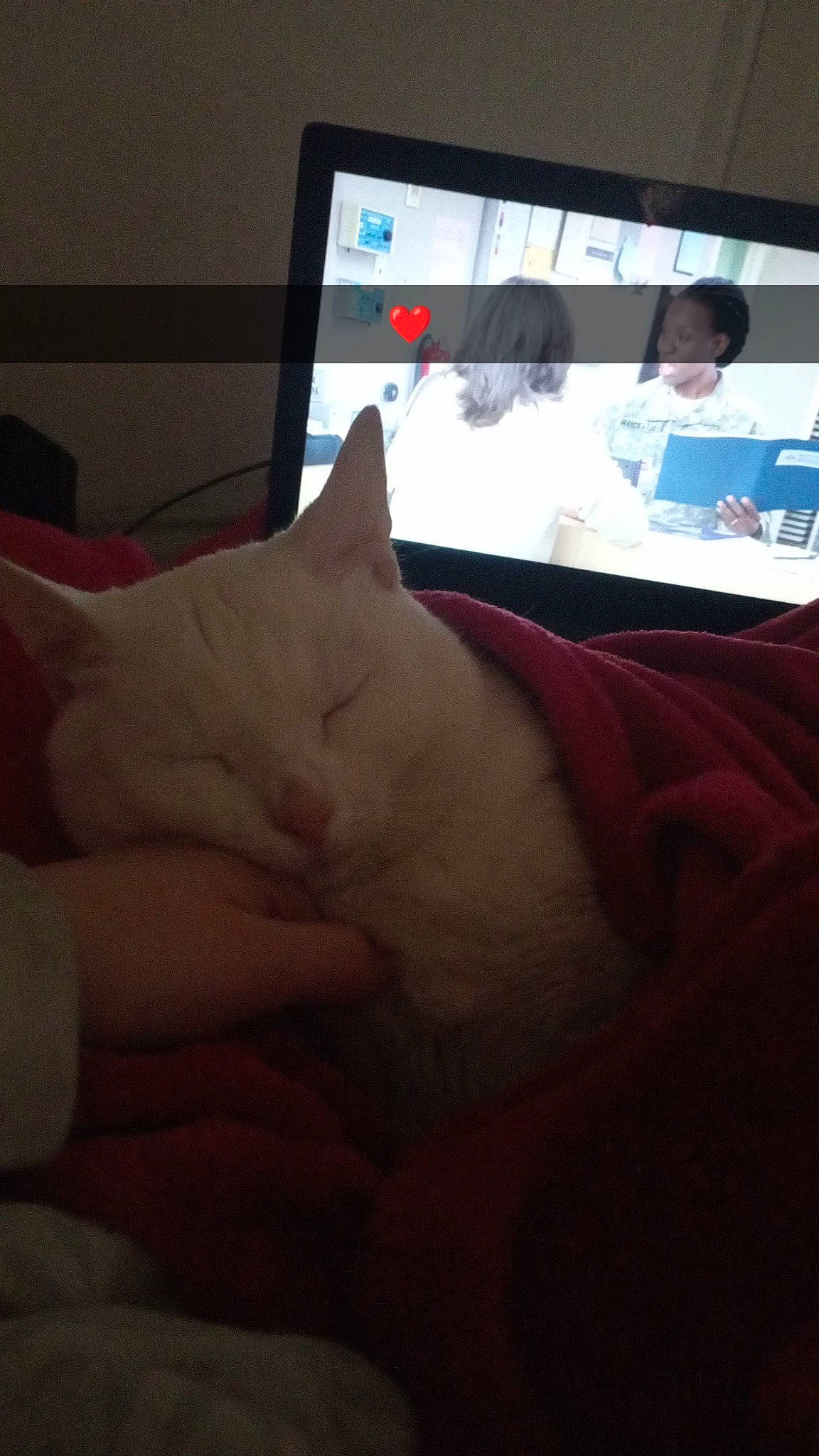 Lucy participe au concours pour gagner de l'argent avec cette photo : carnivore, cat, comfort, communication_device, computer, display_device, felidae, flat_panel_display, fur, gadget, laptop, linens, mammal, multimedia, output_device, personal_computer, room, small_to_medium_sized_cats, tail, whiskers