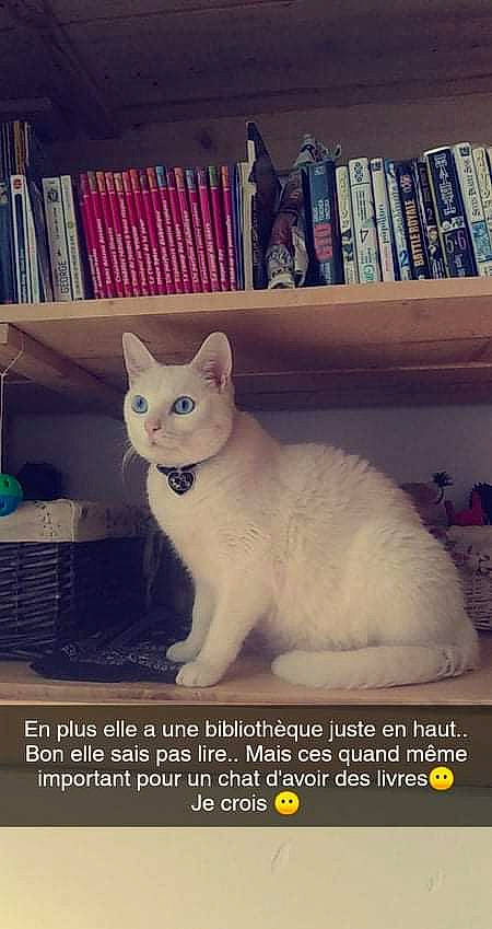 Lucy a rejoint le concours — aidez-le/la à gagner de superbes lots ! book, bookcase, carnivore, cat, domestic_short_haired_cat, felidae, font, fur, head, paw, photo_caption, publication, rectangle, shelf, shelving, small_to_medium_sized_cats, snout, tail, terrestrial_animal, whiskers