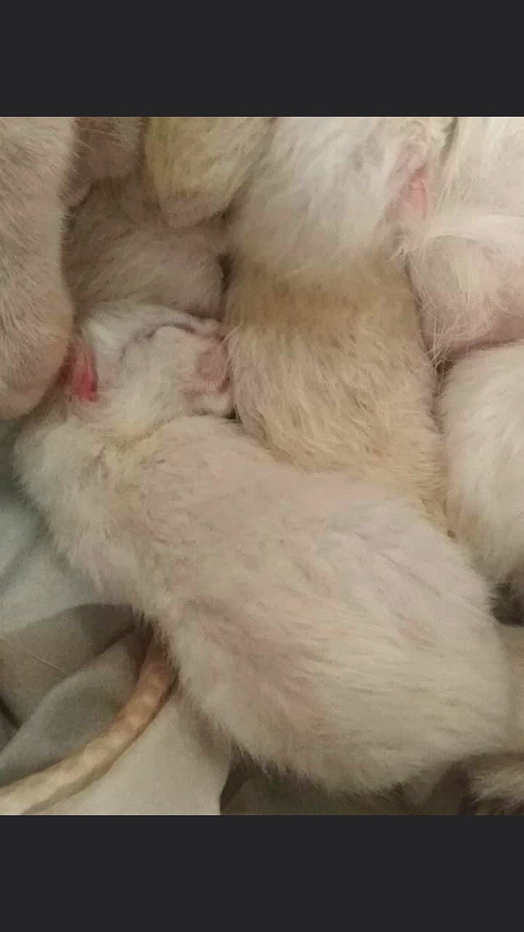 Lucy participe au concours pour gagner de l'argent avec cette photo : canidae, carnivore, cat, claw, comfort, companion_dog, dog_breed, fawn, felidae, fur, galliformes, livestock, nap, paw, small_to_medium_sized_cats, snout, sporting_group, tail, whiskers, wool