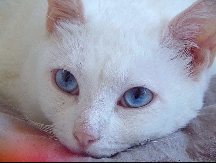 Lucy participe au concours pour gagner de l'argent avec cette photo : carnivore, cat, close_up, domestic_short_haired_cat, felidae, fur, iris, no_expression, small_to_medium_sized_cats, snout, tail, terrestrial_animal, whiskers, window