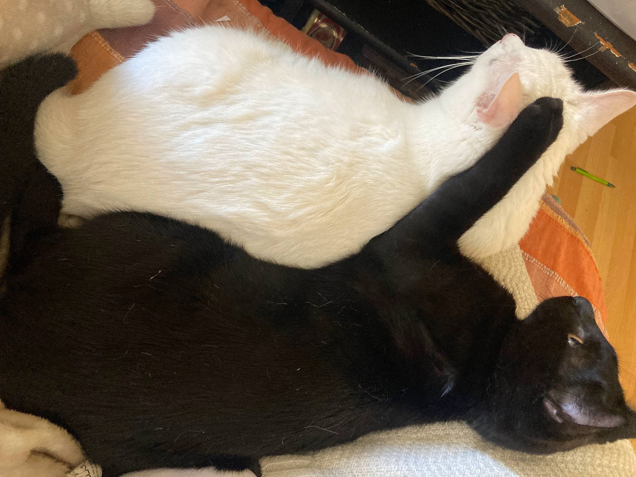 Elros participe au concours pour gagner de l'argent avec cette photo : bombay, canidae, carnivore, cat, cat_supply, claw, comfort, companion_dog, dog_breed, domestic_short_haired_cat, fawn, felidae, foot, fur, hardwood, paw, small_to_medium_sized_cats, tail, terrestrial_animal, whiskers