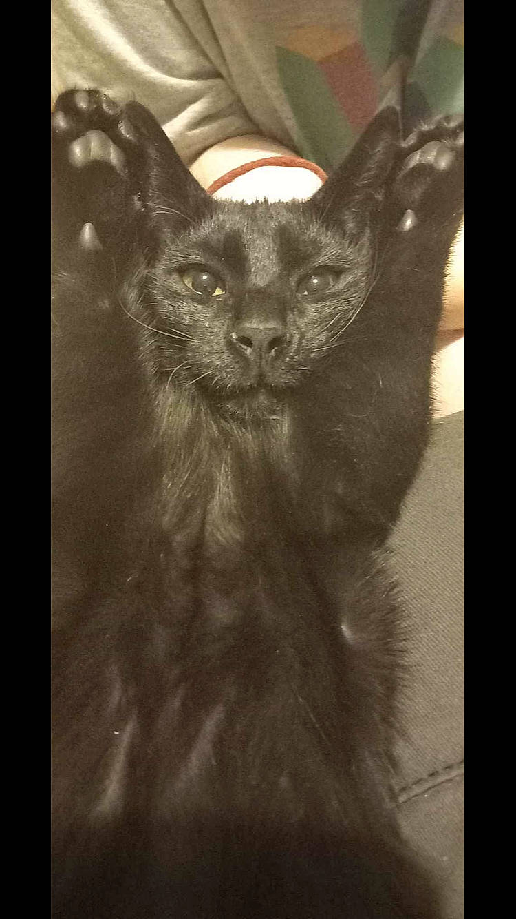 Elros a rejoint le concours — aidez-le/la à gagner de superbes lots ! black_cat, carnivore, cat, claw, darkness, domestic_short_haired_cat, fawn, felidae, font, fur, illustration, organism, photo_caption, rectangle, small_to_medium_sized_cats, snout, tail, terrestrial_animal, whiskers, wildlife