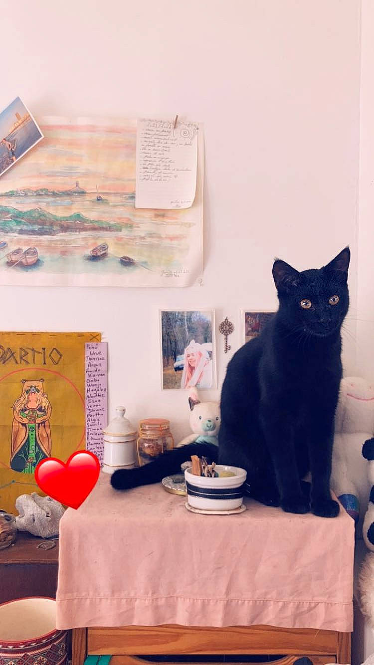 Elros a rejoint le concours — aidez-le/la à gagner de superbes lots ! art, balloon, black_cat, blue, carnivore, cat, dishware, domestic_short_haired_cat, drinkware, event, felidae, font, party_supply, room, serveware, small_to_medium_sized_cats, table, tablecloth, tableware, whiskers