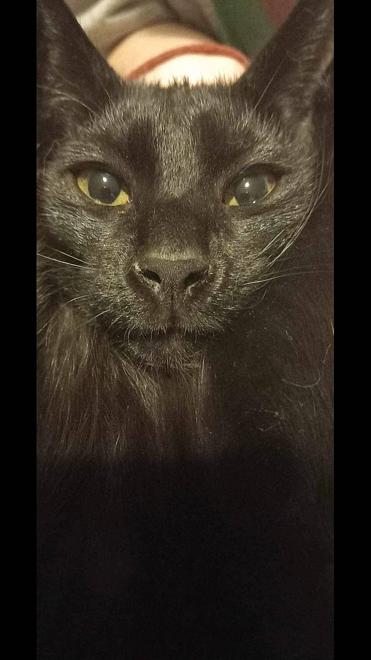 Elros participe au concours pour gagner de l'argent avec cette photo : art, black_cat, bombay, carnivore, cat, darkness, domestic_short_haired_cat, felidae, fur, grey, illustration, monochrome_photography, painting, small_to_medium_sized_cats, snout, still_life_photography, terrestrial_animal, visual_arts, whiskers