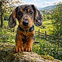 puppy, dog, dachshund, moss, stone_wall, wildflowers, meadow, spring, fluffy_clouds, blue_sky, trees, fence, nature, outdoor, grass, cute, animal, ears, nose, portrait