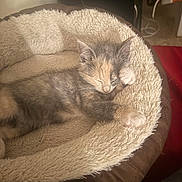 Nala is registered to the contest to win money with this photo: kitten, sleeping, pet_bed, cozy, furry, cat, indoor, resting, cute, small, paw, feline, animal, soft, domestic, young, relaxed, home, comfort, fur