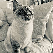 Plume a rejoint le concours — aidez-le/la à gagner de superbes lots ! cat, feline, pet, indoor, sofa, cushion, whiskers, fur, ears, eyes, nose, paws, home, cozy, relaxed, black_and_white, portrait, animal, sitting, curious