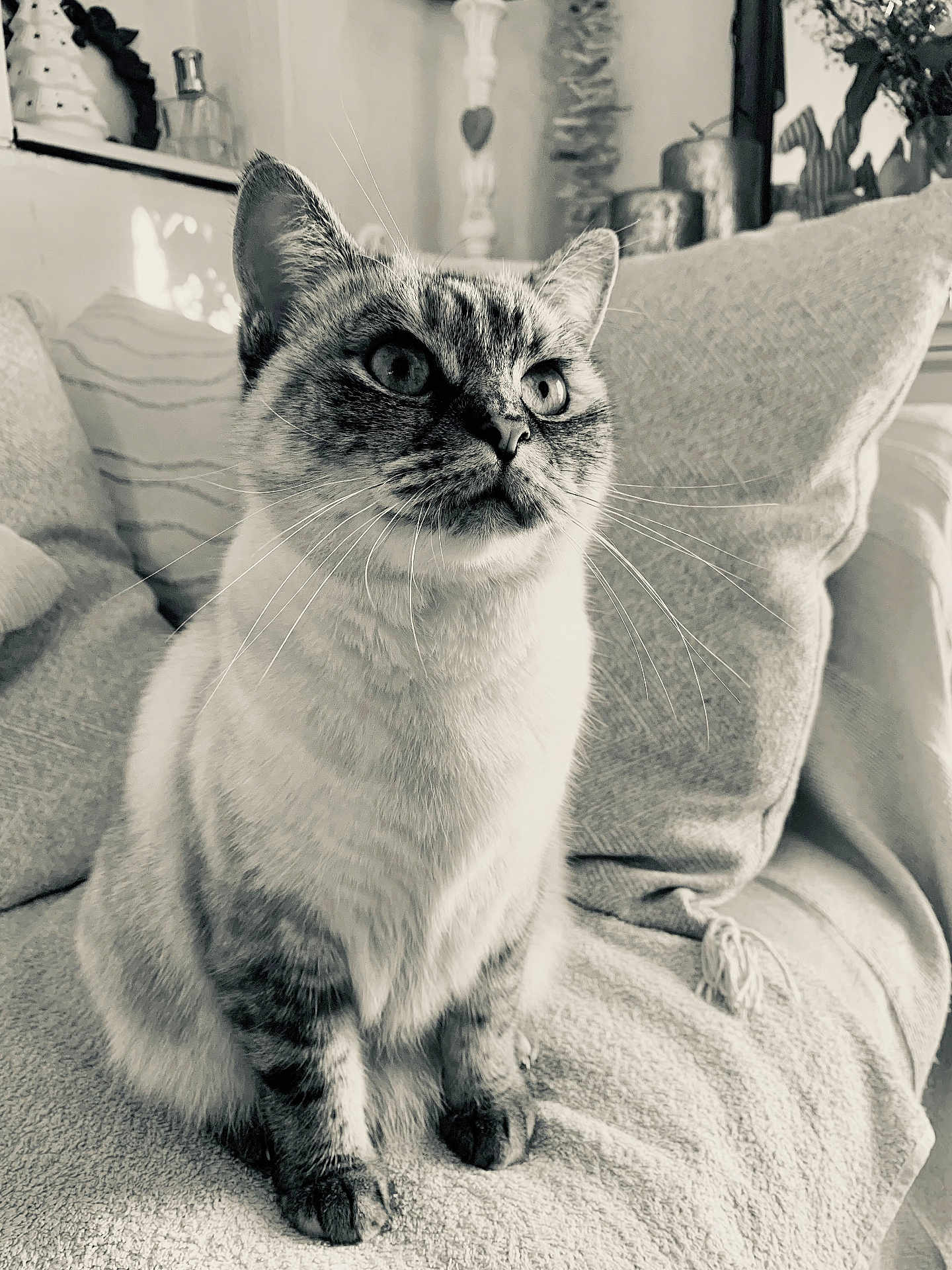 Plume a rejoint le concours — aidez-le/la à gagner de superbes lots ! cat, feline, pet, indoor, sofa, cushion, whiskers, fur, ears, eyes, nose, paws, home, cozy, relaxed, black_and_white, portrait, animal, sitting, curious