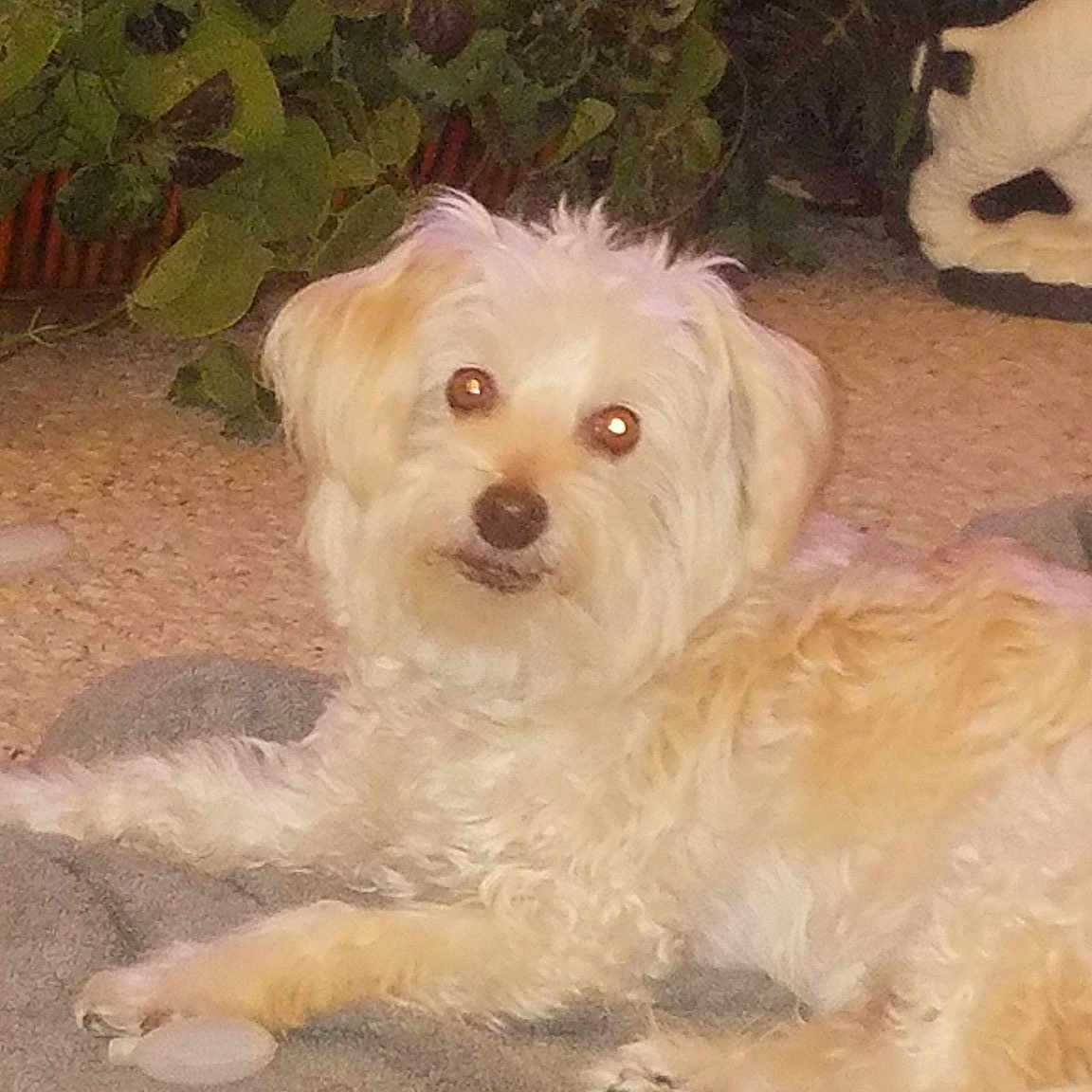 Buddy