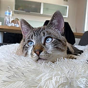 Minouche a rejoint le concours — aidez-le/la à gagner de superbes lots ! blue_eyes, cat, close_up, cozy, domestic_animal, ears, feline, fluffy_blanket, fur, home, indoor, modern_interior, pet, portrait, relaxed, resting, soft_texture, table, water_bottle, whiskers