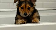 Luna joined the competition — help win amazing prizes! puppy, dog, bathroom, bathtub, tile, wetroom, small_dog, brown_fur, black_fur, floppy_ears, pointed_ears, paws, sitting, portrait, indoor, cute, adorable, pet, animal, grooming