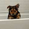 puppy, dog, bathroom, bathtub, tile, wetroom, small_dog, brown_fur, black_fur, floppy_ears, pointed_ears, paws, sitting, portrait, indoor, cute, adorable, pet, animal, grooming