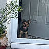 Luna is registered to the contest to win money with this photo: dog, puppy, pet, animal, portrait, standing, tongue_out, floppy_ears, happy, front_door, glass_door, doorway, house_entrance, potted_plant, plant, doormat, outdoor, home, black_and_tan, cute