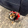 Luna is registered to the contest to win money with this photo: dog, puppy, pet, costume, festive, christmas, red, white, black, brown, floppy_ears, small_dog, sitting, looking_up, indoors, rug, carpet, sofa, portrait, cute