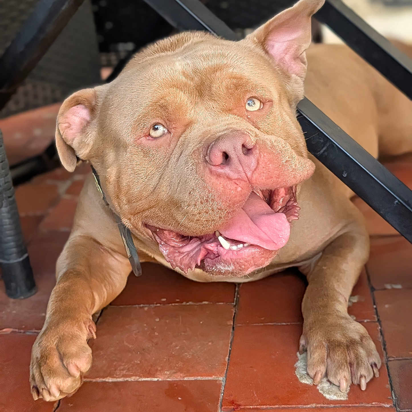 Snow a rejoint le concours — aidez-le/la à gagner de superbes lots ! dog, pet, smiling, tongue_out, lying_down, floor, tile, brown_dog, muscular, happy, domestic_animal, canine, ears, paw, collar, resting, indoor, metal_chair, closeup, animal