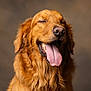 Winston joined the competition — help win amazing prizes! brown_background, canine, close_up, dog, domestic_animal, eyes_closed, fluffy, fur, golden_retriever, happy, headshot, mouth_open, muzzle, nose, pet, portrait, smile, studio, tongue_out, whiskers