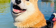 Ricky participe au concours pour gagner de l'argent avec cette photo : dog, shiba_inu, harness, water, lake, outdoor, sunny, animal, pet, canine, nature, smiling, happy, fur, collar, leash, daylight, people, boat, background