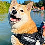 dog, shiba_inu, harness, water, lake, outdoor, sunny, animal, pet, canine, nature, smiling, happy, fur, collar, leash, daylight, people, boat, background