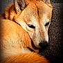 Ricky participe au concours pour gagner de l'argent avec cette photo : dog, shiba_inu, sleeping, curled_up, fur, close_up, pet, cozy, resting, animal, indoors, soft_texture, brown_fur, ears, nose, whiskers, peaceful, cute, companion, relaxation