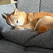Ricky a rejoint le concours — aidez-le/la à gagner de superbes lots ! dog, shiba_inu, sleeping, couch, gray, indoor, pet, fur, cozy, resting, home, furniture, curled_up, canine, animal, light, relaxing, portrait, living_room, comfortable