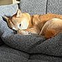 dog, shiba_inu, sleeping, couch, gray, indoor, pet, fur, cozy, resting, home, furniture, curled_up, canine, animal, light, relaxing, portrait, living_room, comfortable