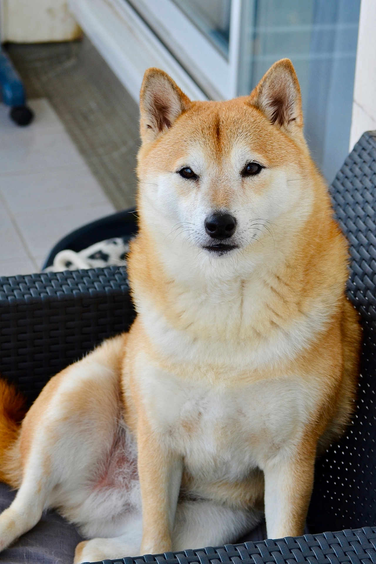 Ricky participe au concours pour gagner de l'argent avec cette photo : dog, shiba_inu, pet, animal, canine, fur, sitting, chair, outdoor, relaxed, cute, portrait, domestic_animal, mammal, whiskers, ears, face, tail, paw, furniture