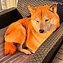 Ricky participe au concours pour gagner de l'argent avec cette photo : dog, shiba_inu, pet, animal, orange_fur, outdoor, chair, woven_chair, cushion, sunlight, relaxing, resting, canine, fur, paw, tail, daylight, portrait, domestic_animal, companion