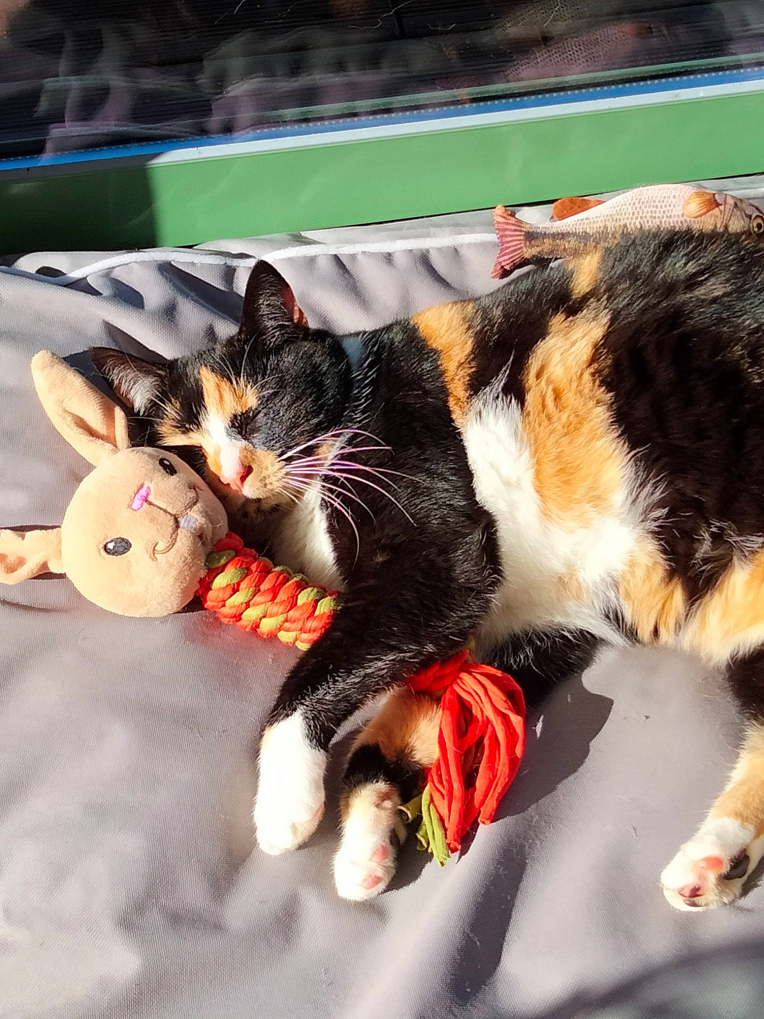 Babouche a rejoint le concours — aidez-le/la à gagner de superbes lots ! bag, canidae, carmine, carnivore, cat, claw, comfort, domestic_short_haired_cat, felidae, foot, fur, grass, human_leg, lap, nap, paw, small_to_medium_sized_cats, snout, tail, whiskers