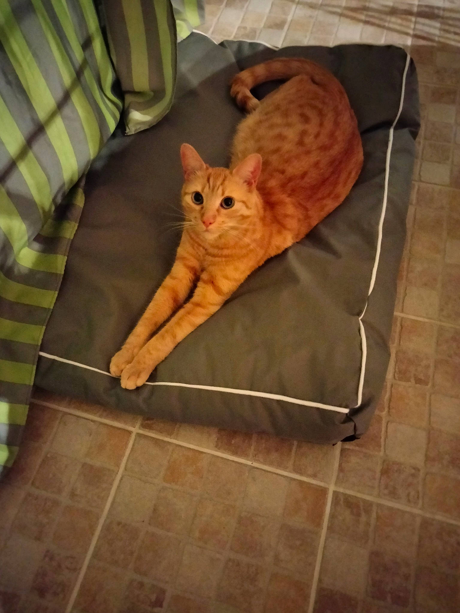 Babouche participe au concours pour gagner de l'argent avec cette photo : brown, carnivore, cat, chair, comfort, couch, fawn, felidae, floor, flooring, hardwood, mammal, rectangle, small_to_medium_sized_cats, snout, stairs, tail, tile_flooring, whiskers, wood