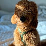 Cooper joined the competition — help win amazing prizes! animal, bed, blanket, brown_dog, canine, companion, cozy, curly_fur, cute, dog, domestic, fluffy, fur, harness, indoor, pet, portrait, shadow, sitting, soft_light