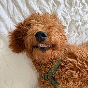 Cooper joined the competition — help win amazing prizes! animal, bed, canine, close_up, companion, curly_hair, cute, dog, fur, green_harness, happy, indoors, lying_down, muzzle, pet, playful, resting, smiling, teeth, white_bedspread